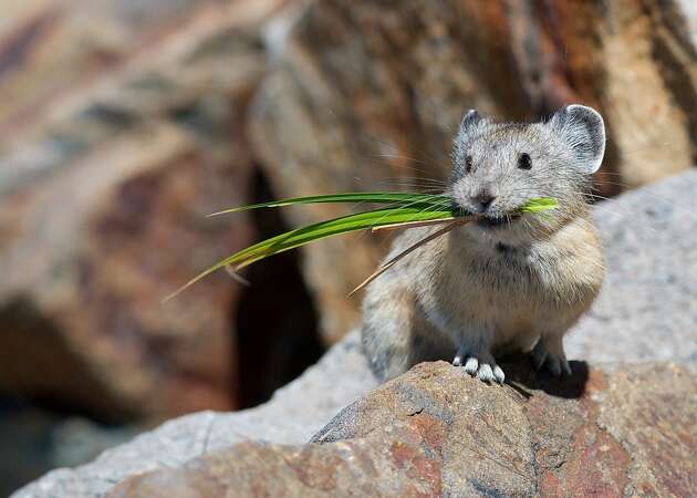 Climate change spells extinction for pikas of Lake Tahoe