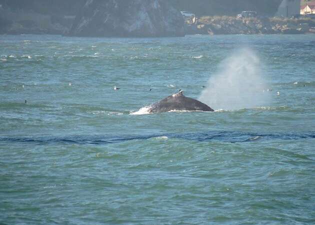Whale-apalooza off SF! Unprecedented numbers of humpbacks