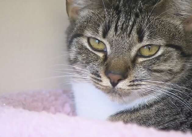 Cat suspected of flooding animal shelter by turning on water faucet