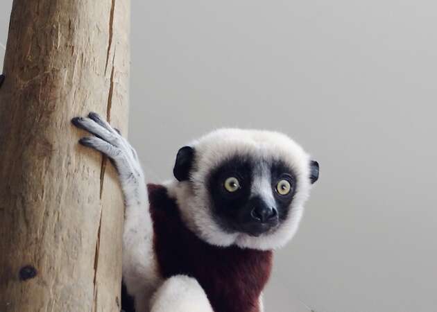 SF Zoo extends lemur exhibit with addition of two new additions, Neil and Karen