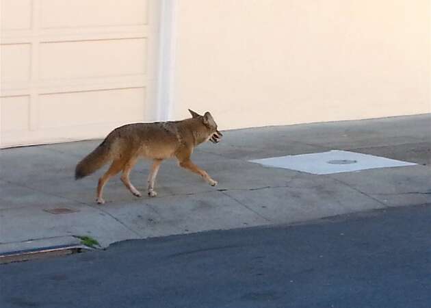 Coyote snatches dog off SF doorstep as horrified owners watch