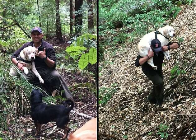 Blind Lab miraculously rescued after 8 days in Santa Cruz Mountains