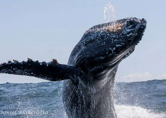 Whales putting on rare, spectacular show in Monterey Bay