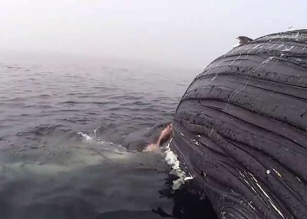 Pregnant great white shark munches whale carcass off Calif. coast for 17 hours