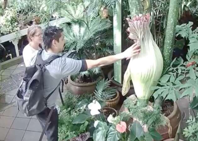 Mystery man fondles famous 'corpse flower' in SF on live stream