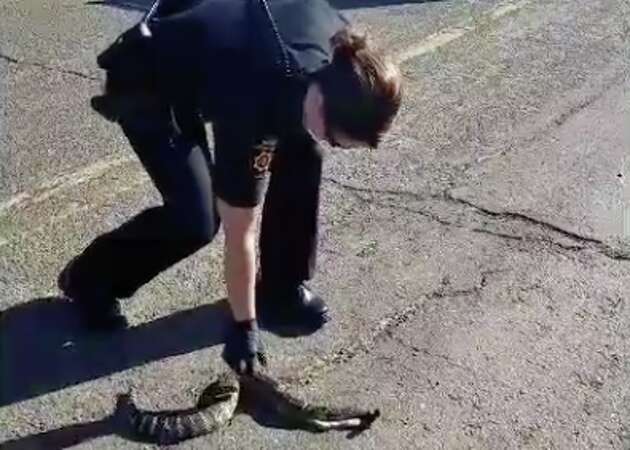 Squeamish Solano County coroner struggling to pick up dead snake goes viral