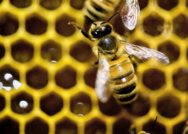 200,000 honey bees killed in Prunedale