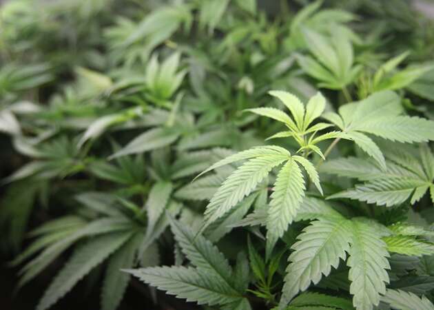 Marijuana growers sue California over lack of limits on big farms